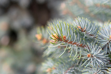 Naklejka na ściany i meble Branches of blue spruce closeup as a background for New Year's greetings