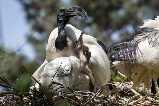 Ibis sagrado y su descendencia