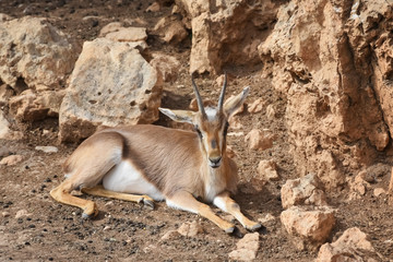 Gazelle, a small antelope, a swift animal. Animal and Wildlife