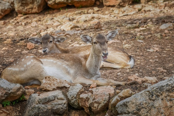 Deer Animal and Wildlife Portrait