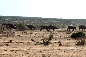Fototapeta na wymiar mandria di bufali