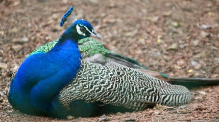 Fototapeta premium peacock in zoo