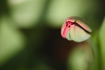Lone isolated red tulip bud about to open flower