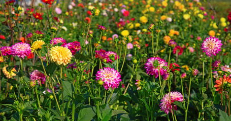 Fototapeta premium Dahlia flower