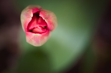 Lone isolated red tulip bud about to open flower