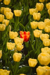Lone isolated red tulip in a field of yellow tulips, dare to stand out, dare to be different