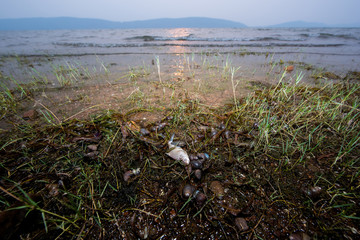 Fish and snail dead bodies on the lake shore due to pollution