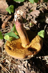 Xerocomellus chrysenteron (syn. Boletus chrysenteron) or Red cracking bolete. August, Belarus