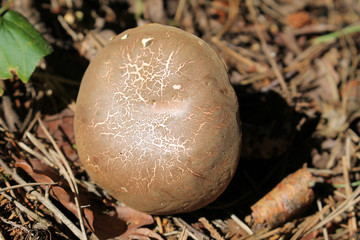Xerocomellus chrysenteron (syn. Boletus chrysenteron) or Red cracking bolete. August, Belarus