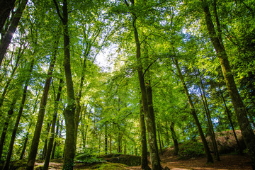 Waldspaziergang in der Bretagne in Hailgoat