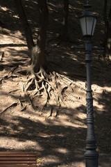 Tree and tree roots on the slope of the park on a sunny summer day, street lamp and bench