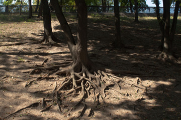 Tree and tree roots on a park slope on a sunny summer day