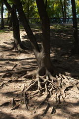 Tree and tree roots on a park slope on a sunny summer day