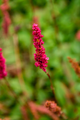 Wilde vegetations in garden