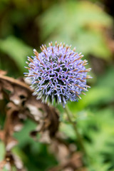 Wilde vegetations in garden