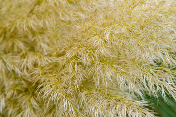 Wilde vegetations in garden