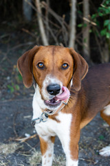 Brown and White Pet dog in Outdoor