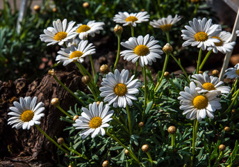 A shrub with white daisies. Baden Baden, Baden Württemberg, Germany