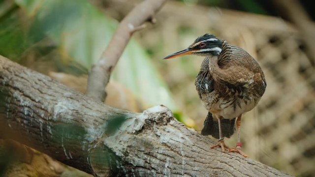 The sunbittern bird of tropical regions of the Americas