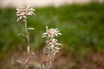 Flower of Leontopodium palibinianum, known as Siberian Edelweiss - Graz, Styria, Austria..