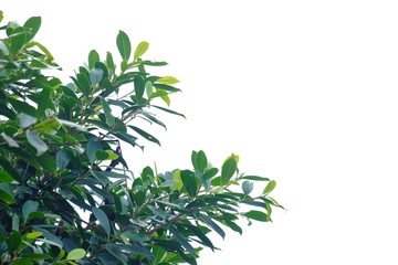Tropical tree leaves on white isolated background for green foliage backdrop 