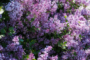 Fototapeta premium Purple lilac branch in the garden, selective focus, spring background.