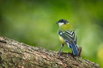 Obraz premium Single big tit sitting on tree branch