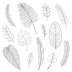 linear tropical leaves set, vector