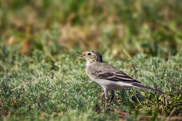Fototapeta premium Wagtail on green grass background