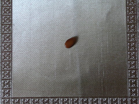 a grain of watermelon. - Powered by Adobe