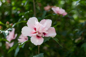 Beautiful wild pink flowers in the garden