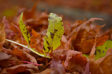 Buntes Laub im Herbst - Herbstlicher Hintergrund