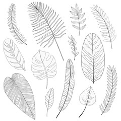 set of hand drawn linear tropical leaves, vector