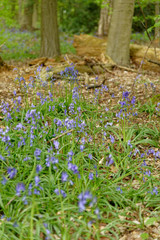Spring bluebells flowering in an English woodland