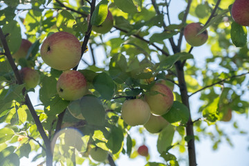 Colorful outdoor shot containing a bunch of red apples on a branch ready to be harvested