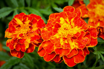 Close up of beautiful marigold flower