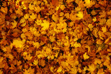Background of Golden maple leaves. Fallen maple leaves in autumn