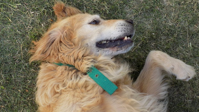 Perro en el patio de la casa de su due&ntilde;o