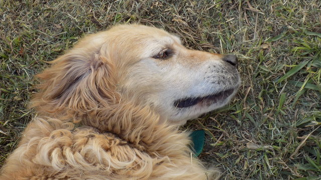 Perro descansando