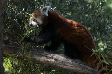 Panda rojo en un arbol comiendo bambu