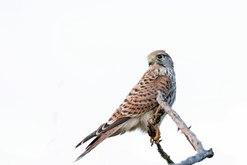 Turmfalke