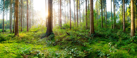 Sonnenaufgang in einem nebligen Wald mit dicht bewachsenem Waldboden