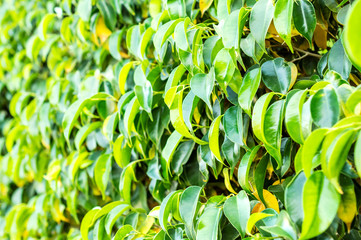 Green leaves on the bush as natural background. Close up.