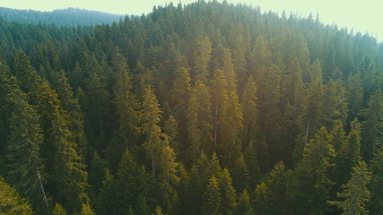 aerial forest after rain with athmosferic fog clouds and curvy country road