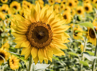 Honeybee and Sunflower