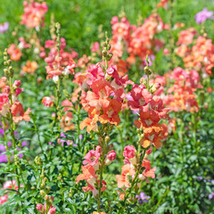 Großes Löwenmaul, Antirrhinum majus