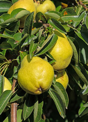 Reife Kulturbirnen, Pyrus communis