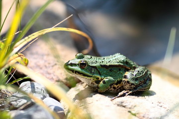 The frog