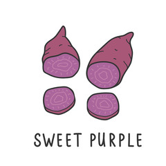 Sweet purple yam kind of potato. Vector illustration isolated on white background. Hand drawn clipart of batat for organic farming market. Drawing simple flat design clipart handdrawn element.