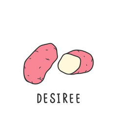 desiree pink kind of potato. Vector illustration isolated on white background. Hand drawn clipart of batat for organic farming market. Drawing simple flat design clipart handdrawn element.